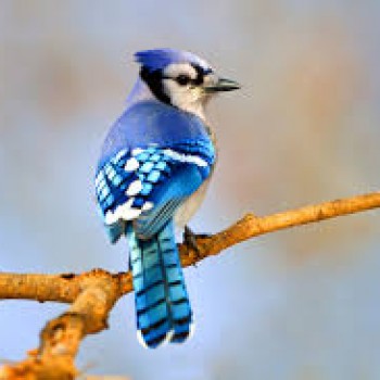 BluJay_99