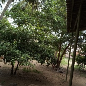 Mugavaimurali